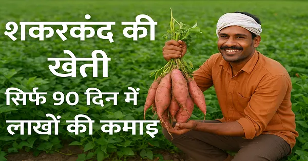 इस फसल के सामने लाखों की नौकरी भी फेल! महज 90 दिन में बना देगी लखपति, चमक जाएगी किस्मत
