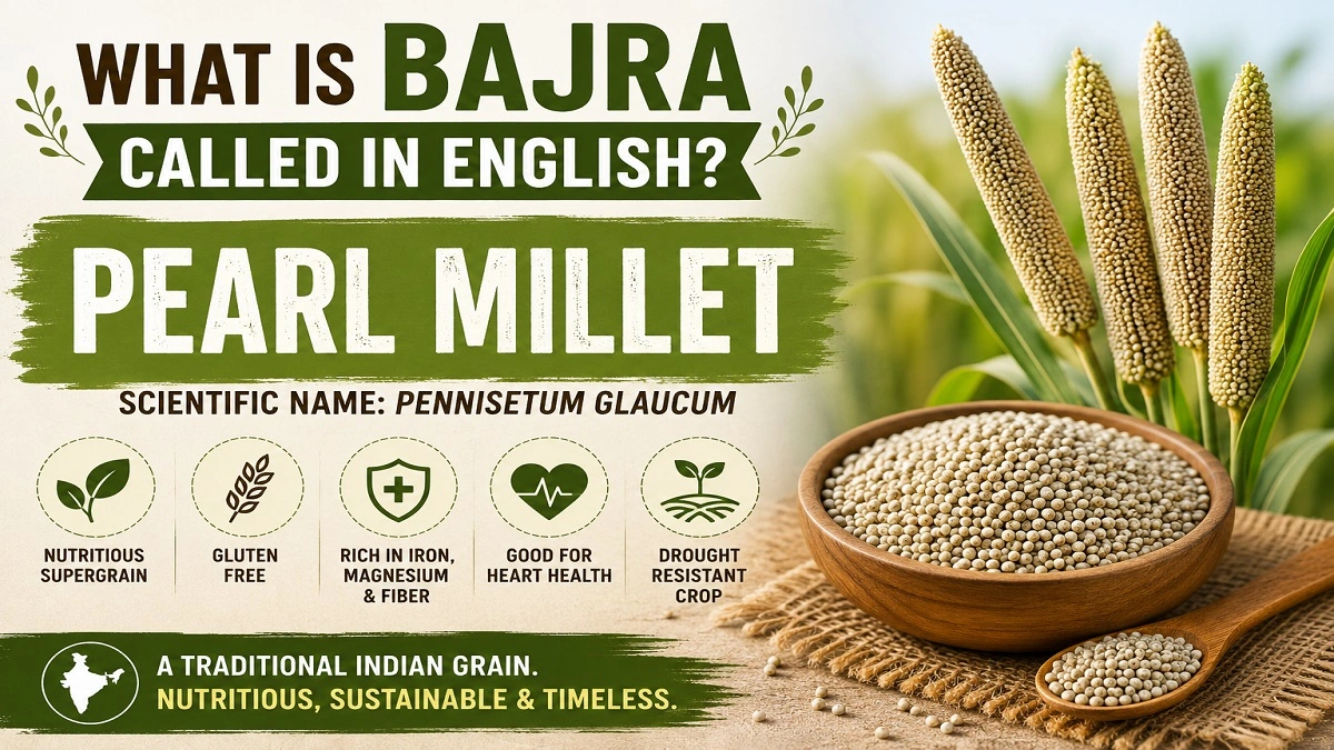 Bajra in English Pearl Millet nutritional benefits scientific name and history