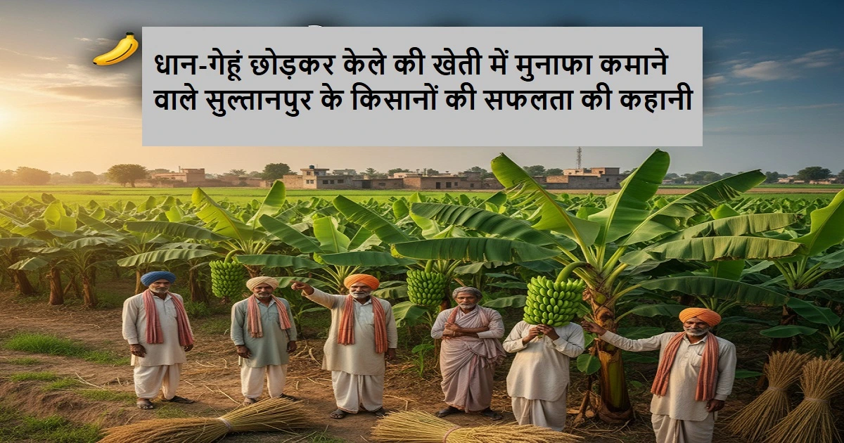 धान-गेहूं छोड़कर केले की खेती में किया शानदार मुनाफा, जानें यूपी के सुल्तानपुर के इन किसानों की सफलता की कहानी