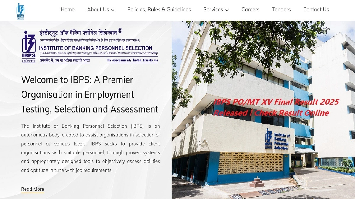IBPS PO MT XV Final Result 2025 check online selection status