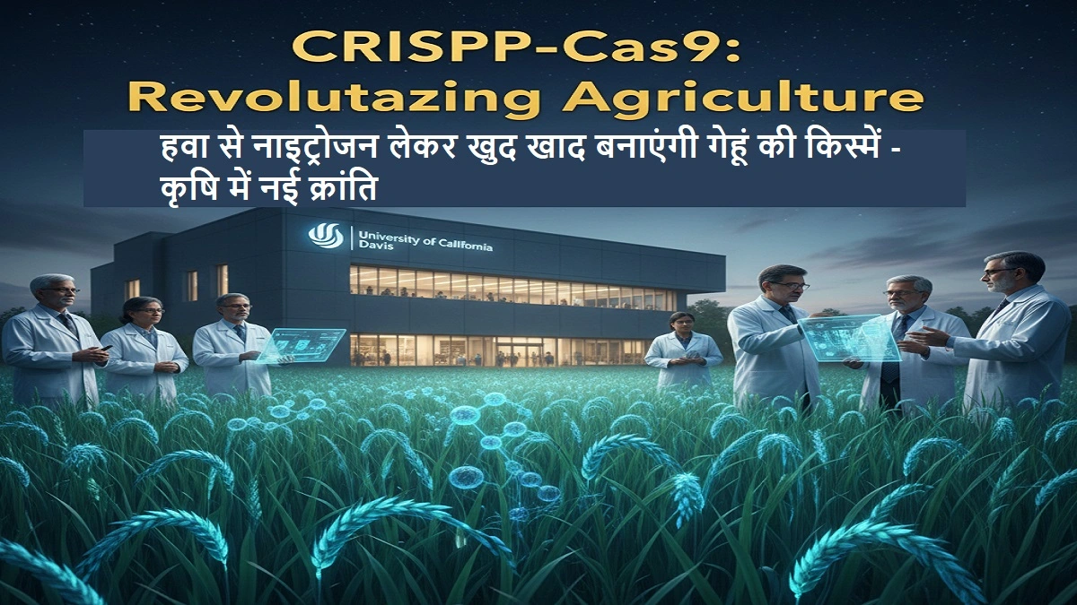 हवा से नाइट्रोजन लेकर खाद बनाने वाली गेहूं की नई किस्म