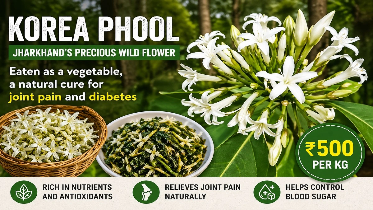 कोरिया फूल का क्लोजअप दृश्य, झारखंड के जंगल में खिला सफेद सुगंधित फूल जिसे साग के रूप में खाया जाता है
