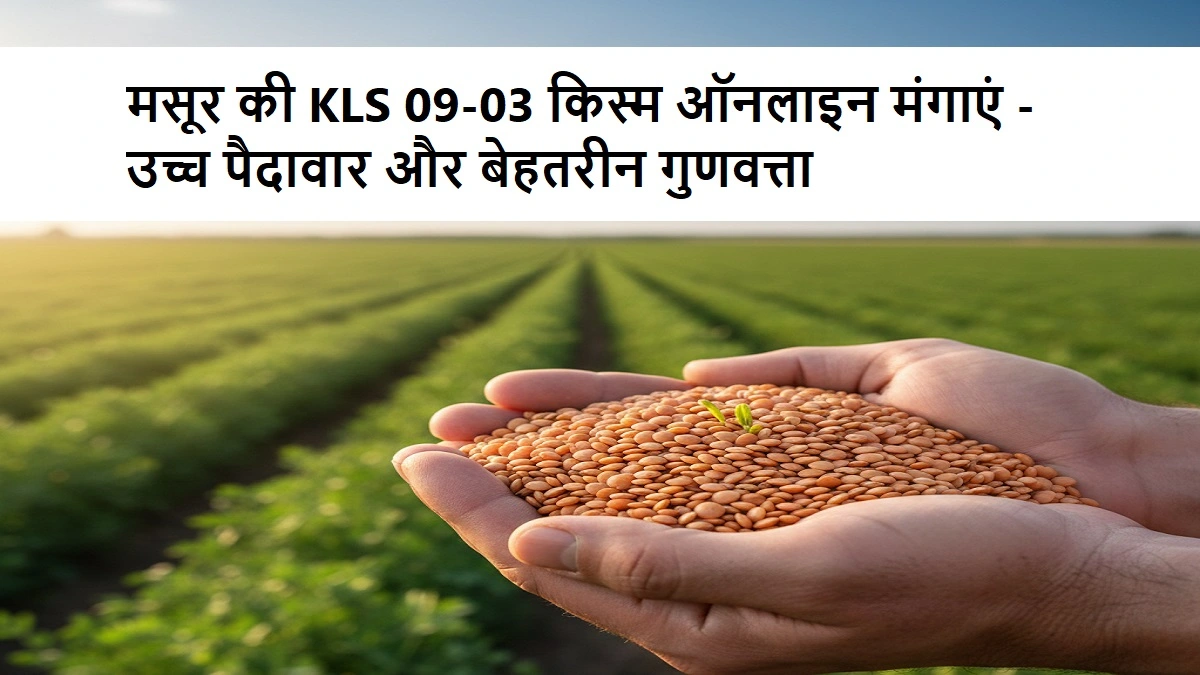 मसूर की KLS 09-03 किस्म बीज और खेत में उगाई जा रही फसल