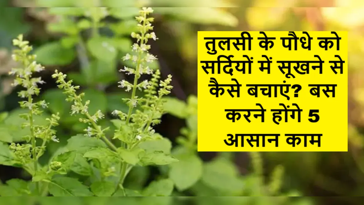सर्दियों में तुलसी के पौधे की देखभाल के आसान उपाय